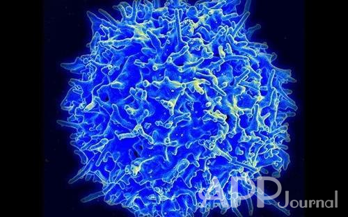 암세포 공격에 핵심 역할을 하는 T세포 [미 NIAID 제공