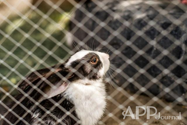 ﻿동물보호단체들은 뉴욕 주에 이어 미국 전역에서 동물실험으로 만들어진 화장품을 퇴출시키기 위한 입법활동을 전개할 예정이라고 밝혔다. 게티이미지뱅크 *이해를 돕기 위한 자료 사진입니다.